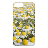 Gros plan de la fleur chamomile, Hongrie