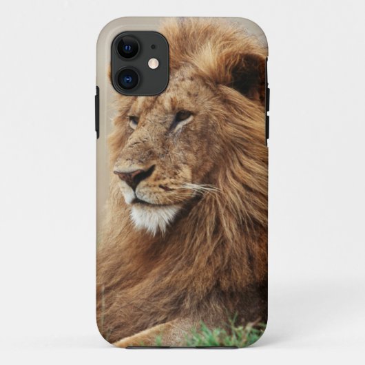 Coques Case-Mate iPhone Gros plan du lion mâle (Dos)