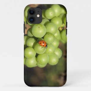 Coque iPhone 11 Gros plan d'une coccinelle sur des raisins verts P