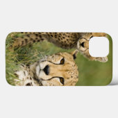 Coques Case-Mate iPhone Guépard, jubatus d'Acinonyx, avec l'petit animal (Verso (horizontal))