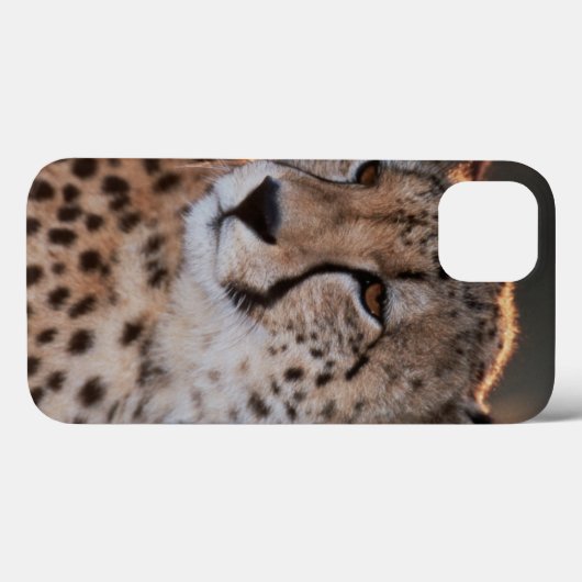 Coques Case-Mate iPhone Guépard regardant loin (Verso (horizontal))