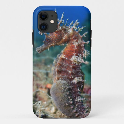 Coques Case-Mate iPhone Hippocampe Ramulosus de l'hippocampe | (Dos)