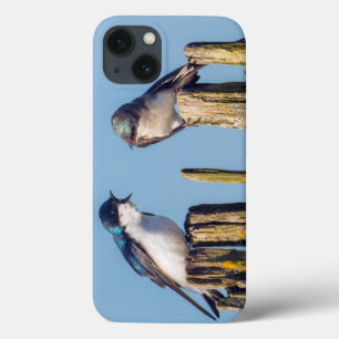 Etui iPhone 13 Hirondelle bicolore mâle et femelle