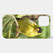 Coques Case-Mate iPhone Homme Américain Goldfinch (Verso (horizontal))