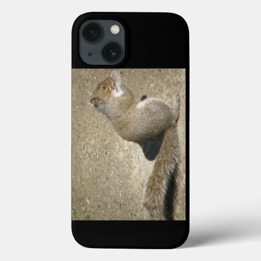 Coques Case-Mate iPhone Horatio affamé d'écureuil (Verso)