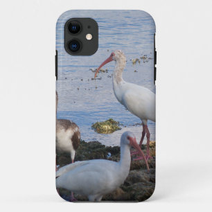 Coques Pour iPhone Ibis birds on the shore of Florida Bay