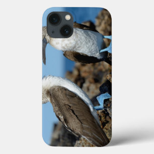 Coques Pour iPhone Îles de Galapagos, île d'Isabela