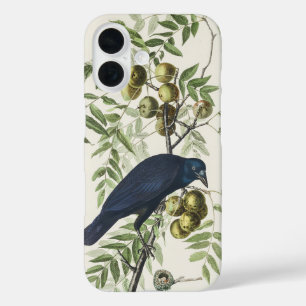 Coques iPhone 16 Illustration Audubon Black Crow American Bird