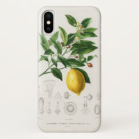 Illustration botanique de fruit d'agrumes de citro