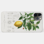 Coques Case-Mate iPhone Illustration botanique de fruit d'agrumes de citro (Dos (Horizontal))