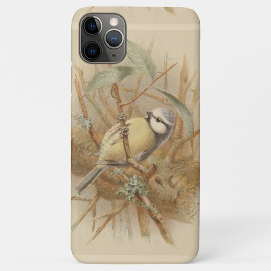 Coques Case-Mate iPhone Illustration vintage de Bluetit (Dos)