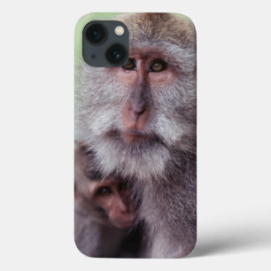 iPhone 13 Case Indonesia, Bali, Ubud, Long-tailed Macaque