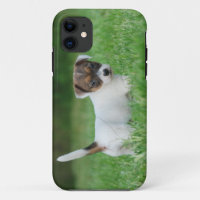Jack Russell Terrier puppy