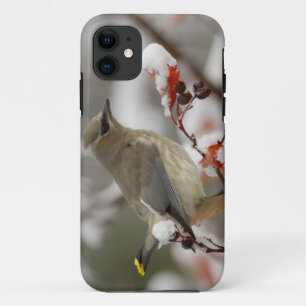 Etui iPhone Case-Mate Jaseur d'Amérique adulte sur aubépine avec neige