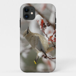 Coque iPhone 11 Jaseur d'Amérique adulte sur un aubépine avec de l