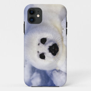 Etui iPhone Case-Mate Jeune phoque à harpe sur glace dans le golfe du Sa