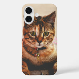 Coques iPhone 16 Joli jeune chat tigré chaton animal de compagnie