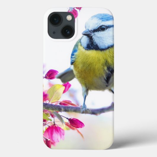 Coques Case-Mate iPhone Joli oiseau bleu et jaune sur une branche Photogra (Verso)
