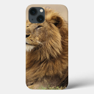 iPhone 13 Coque Kenya, Masai Mara Lion mâle