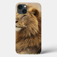 Kenya, Masai Mara | Lion mâle