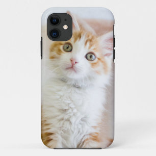 Coque iPhone 11 Kitty observé par bleu doux