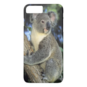 Case-Mate iPhone Case Koala, Phascolarctos cinereus), Australie,