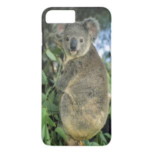 Etui iPhone Case-Mate Koala, Phascolarctos cinereus), en voie de dispari