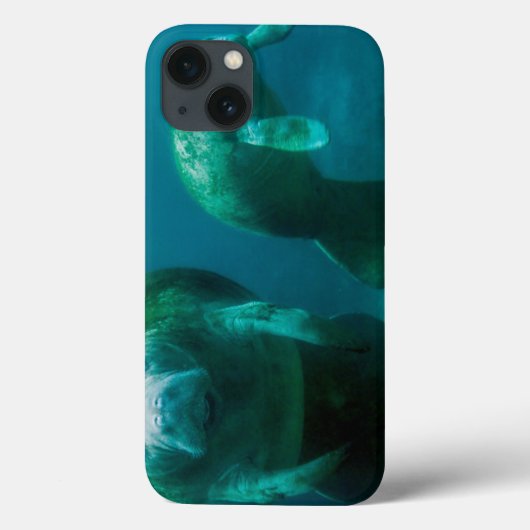 Coques Case-Mate iPhone Lamantin de mère avec son veau dans Crystal River (Verso)