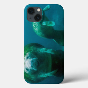 iPhone 13 Coque Lamantin mère avec son veau à Crystal River