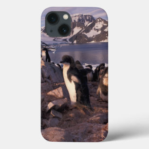 Case-Mate iPhone Case L'Antarctique, poussins de pingouin d'Adelie