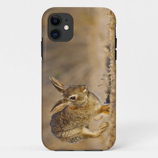 Coques Case-Mate iPhone lapin à queue blanche de l'est sautant (Dos)