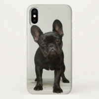 Le chiot le plus mignon de bouledogue français