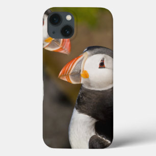 iPhone 13 Case Le macareux atlantique, un oiseau marin pélagique,