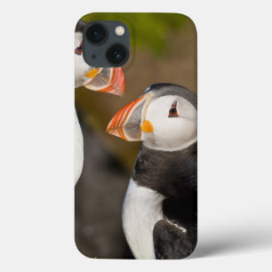 Coques Pour iPhone Le macareux atlantique, un oiseau marin pélagique,
