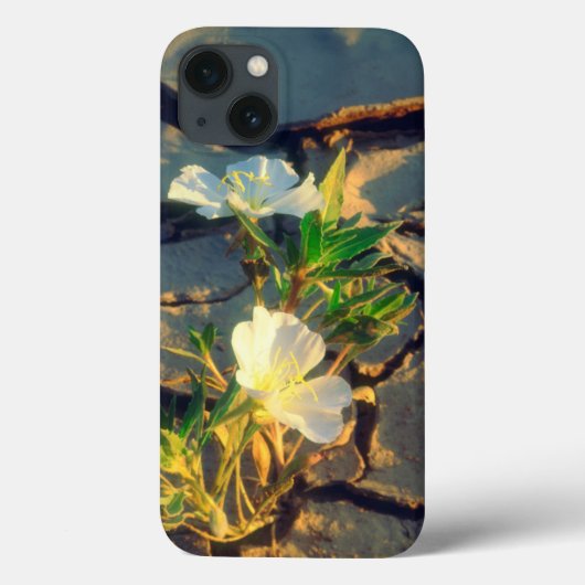 Coques Case-Mate iPhone Le Primrose des dunes pousse dans la boue craquée (Verso)