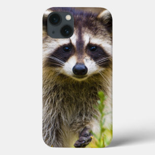 Etui iPhone 13 Le raton laveur, Procyon lotor