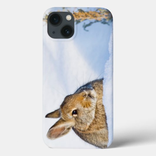 Coques Case-Mate iPhone Le Wyoming, le comté de Sublette, le lapin 1 de (Verso)
