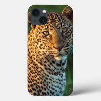 Léopard mâle (Panthera Pardus) Jeune adulte