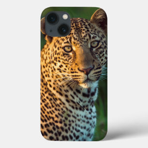Coques Pour iPhone Léopard mâle (Panthera Pardus) Jeune adulte