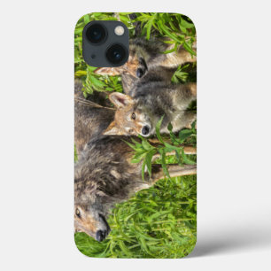 Etui iPhone 13 Les Etats-Unis, Minnesota, grès, faune 12 du