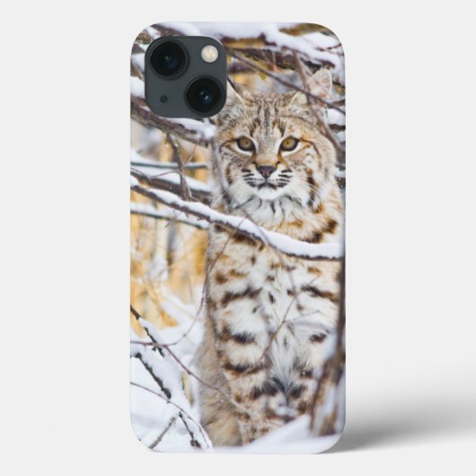 Coques Case-Mate iPhone Les Etats-Unis, Wyoming, chat sauvage se reposant (Verso)