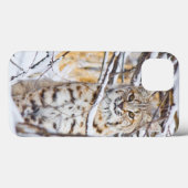 Coques Case-Mate iPhone Les Etats-Unis, Wyoming, chat sauvage se reposant (Verso (horizontal))