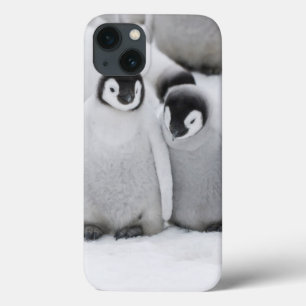 Case-Mate iPhone Case Les pousses de l'empereur Penguin sur la glace en