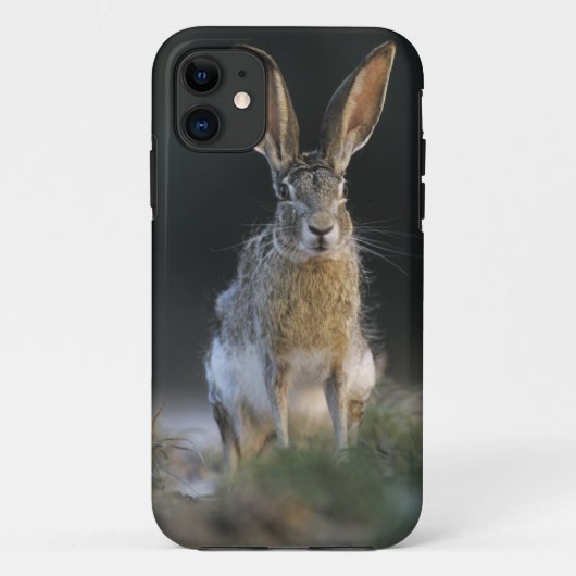 Coques Case-Mate iPhone Lièvre à queue noire, Lepus californicus, 2 (Dos)