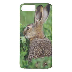 Coque Case-Mate Pour iPhone Lièvre brun, Lepus europaeus, jeune mangeant,