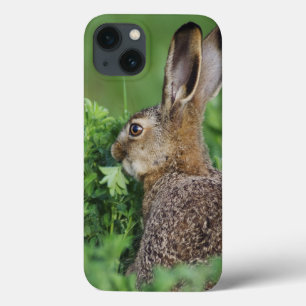 iPhone 13 Coque Lièvres Brown, europaeus de Lepus, jeune