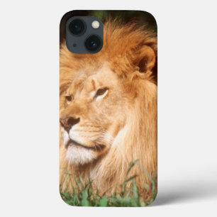 Etui iPhone 13 Lion adulte mâle