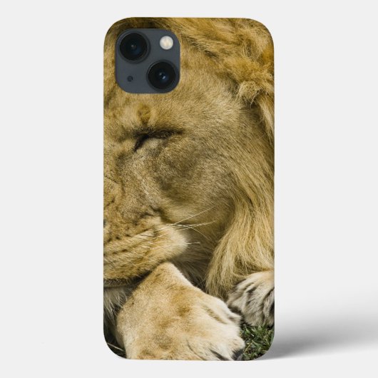 Coques Case-Mate iPhone Lion d'Afrique, Lion panthère, endormi (Verso)