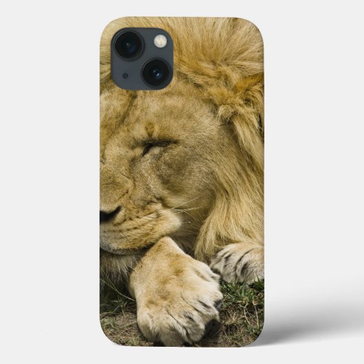 Coques Case-Mate iPhone Lion d'Afrique, Lion panthère, endormi (Verso)