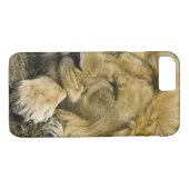 Coques Case-Mate iPhone Lion d'Afrique, Lion panthère, endormi (Dos (Horizontal))